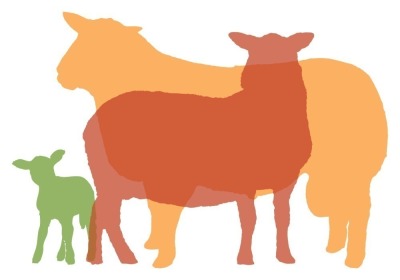 Ross On Wye Ram Sale 