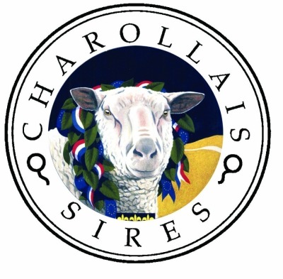 Charollais Sires Ram Sale