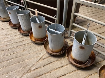 5 x small chicken feeders