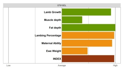 Aberfield Ram - Elite Grade
