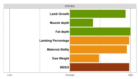 Aberfield Ram - Elite Grade