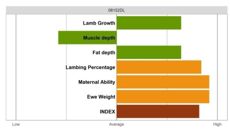 Aberfield Ram - Elite Grade
