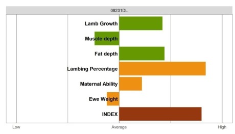 Aberfield Ram - Elite Grade