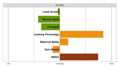 Aberfield Ram - Elite Grade