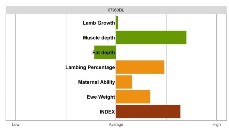 Aberfield Ram - Elite Grade