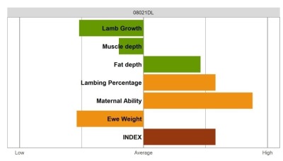 Aberfield Ram - Elite Grade