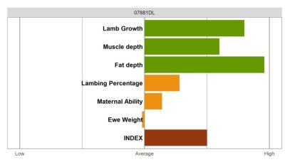 Aberfield Ram - Elite Grade