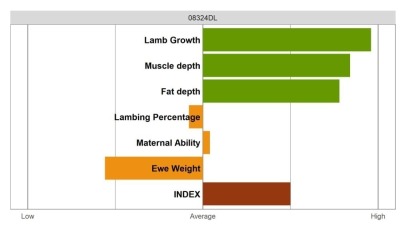 Aberfield Ram - Elite Grade