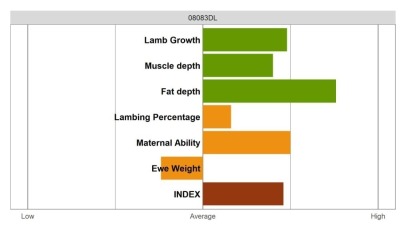 Aberfield Ram - Select Grade