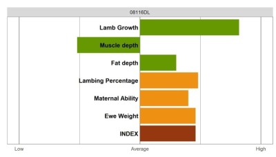 Aberfield Ram - Select Grade