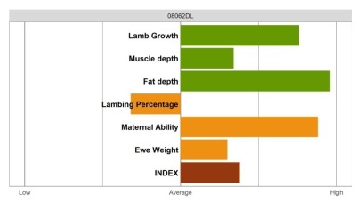 Aberfield Ram - Select Grade