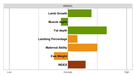 Aberfield Ram - Select Grade