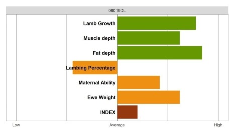 Aberfield Ram - Select Grade