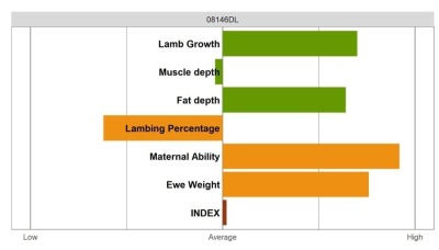 Aberfield Ram - Select Grade