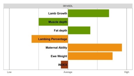 Aberfield Ram - Commercial Grade