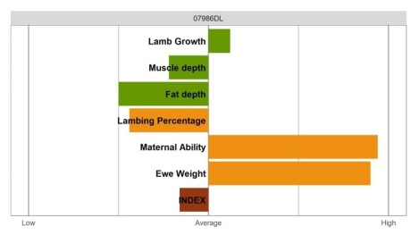 Aberfield Ram - Commercial Grade