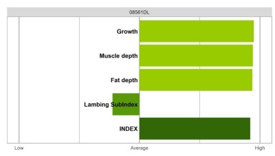 Abermax - Elite Grade
