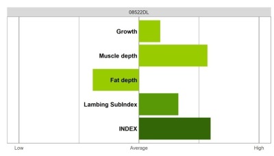 Abermax - Elite Grade