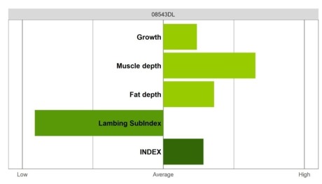 Abermax - Select Grade