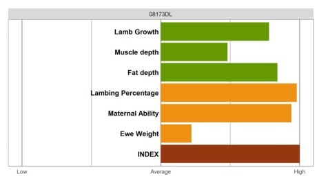 Aberfield Ram - Elite Grade