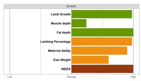 Aberfield Ram - Elite Grade