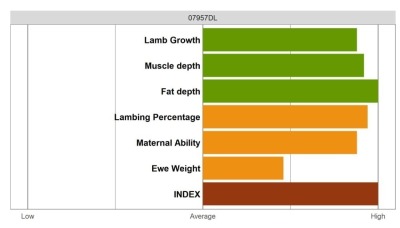 Aberfield Ram - Elite Grade