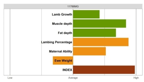 Aberfield Ram - Elite Grade