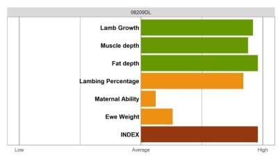Aberfield Ram - Elite Grade