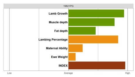 Aberfield Ram - Elite Grade