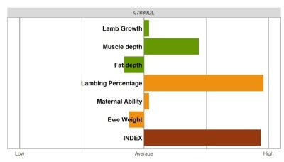 Aberfield Ram - Elite Grade