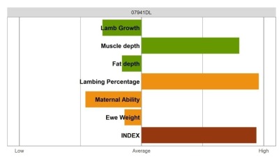 Aberfield Ram - Elite Grade