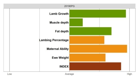 Aberfield Ram - Elite Grade