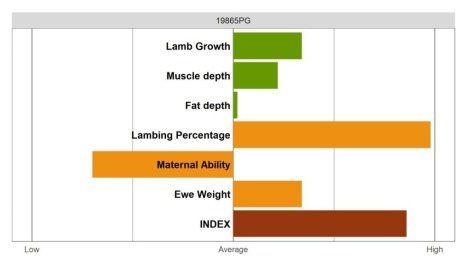 Aberfield Ram - Elite Grade