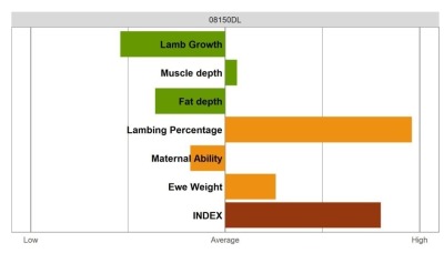 Aberfield Ram - Elite Grade