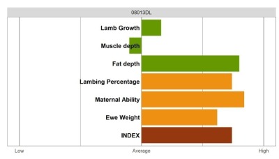 Aberfield Ram - Elite Grade