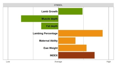 Aberfield Ram - Elite Grade