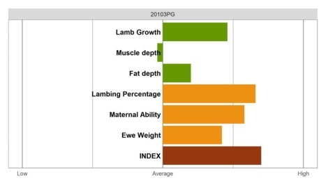 Aberfield Ram - Elite Grade