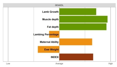 Aberfield Ram - Elite Grade