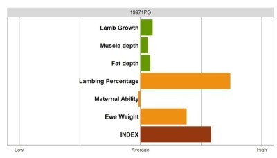 Aberfield Ram - Elite Grade