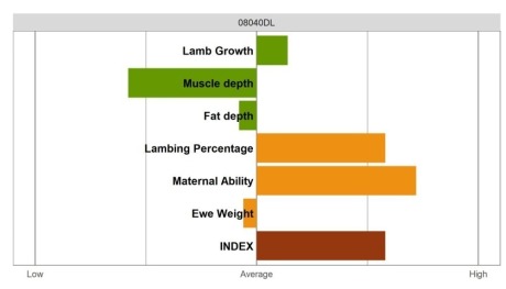 Aberfield Ram - Elite Grade
