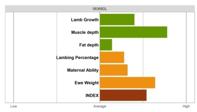 Aberfield Ram - Elite Grade