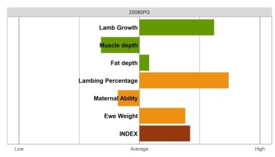 Aberfield Ram - Select Grade