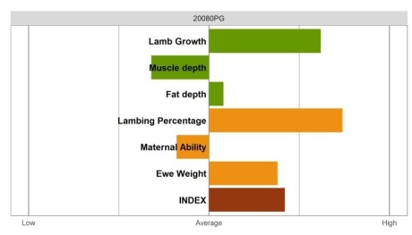 Aberfield Ram - Select Grade