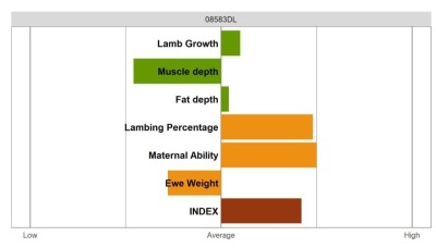 Aberfield Ram - Select Grade