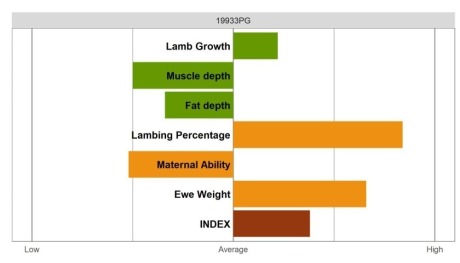 Aberfield Ram - Select Grade