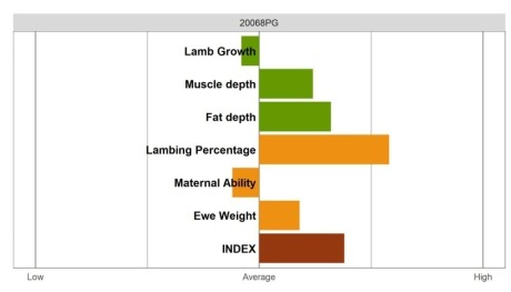 Aberfield Ram - Select Grade