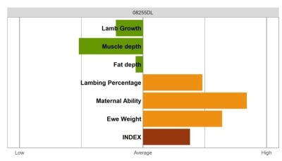 Aberfield Ram - Select Grade