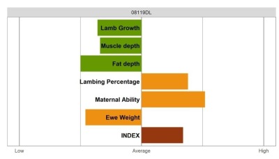 Aberfield Ram - Select Grade