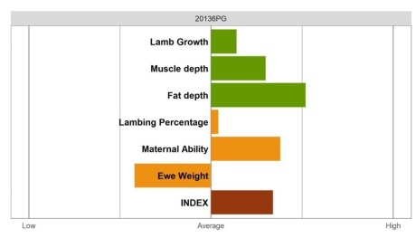 Aberfield Ram - Select Grade