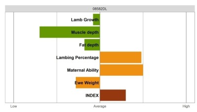 Aberfield Ram - Select Grade